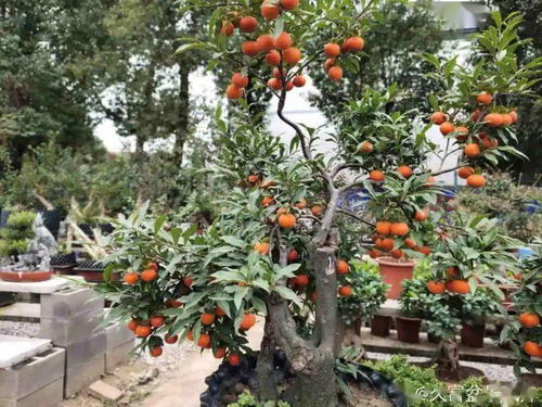 壽命長 的10種花,寓意好,格調(diào)高,老人見了眉開眼笑