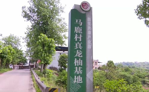 老驥伏櫪志在帶領(lǐng)群眾脫貧致富——記中國好人曾玉才