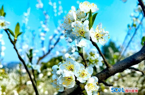瀘縣太伏鎮李子花迎春綻放，伏櫪春色醉游人