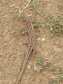 老驥伏櫪，志在千里——藍(lán)色力獅旅行版塔城游記