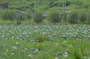 老驥伏櫪，志在千里——致我那默默奉獻(xiàn)的老款寶來